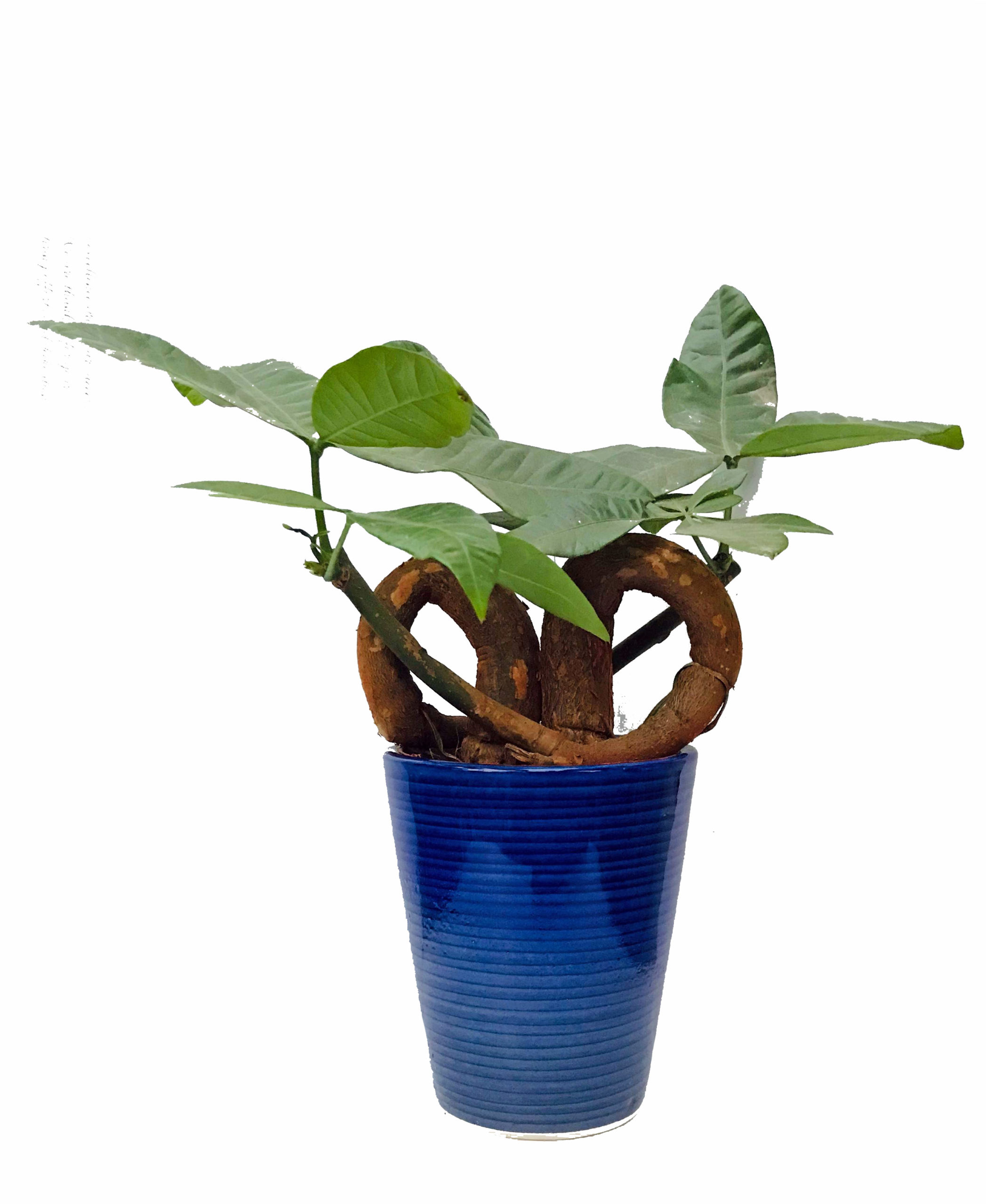 pachira money tree plant