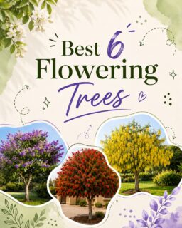 Meet the Best 6 Flowering Trees - handpicked to add colour, elegance & character to every landscape.

Which one is your favourite? 
Tell us in the comments.

Save this carousel for future inspiration
Share it with your plant-loving friends

#floweringtree #landscapedesign #Plantscart #PlantsCartSpaces #LandscapePlant