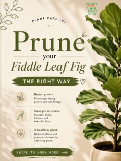 Thinking of pruning your Fiddle Leaf Fig but scared of making the wrong cut?

The truth is, pruning is one of the best things you can do for your plant. It encourages bushier growth, helps maintain shape, and can even revive a leggy Fiddle Leaf Fig.

In this carousel, learn:
✔️ How to prune correctly without harming your plant
✔️ Why pruning is important
✔️ When is the right time to prune

Before you grab those pruners, save this post - you’ll thank yourself later!

Tell us in the comments:
Have you ever pruned your Fiddle Leaf Fig, or are you too nervous to make the first cut?

💚 Like if you’re a plant parent
📌 Save for your next plant care session
🔄 Share with someone whose Fiddle Leaf Fig needs a trim

#PlantsCart #FiddleLeafFig #PlantCareTips

90% of Fiddle Leaf Fig owners make this pruning mistake… 
Don’t be one of them. Save this guide before your next trim.