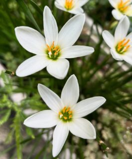 Tiny drops, tiny blooms 
Rain lilies proving that magic really happens after the rain. #RainLily #MonsoonBlooms #PlantJoy