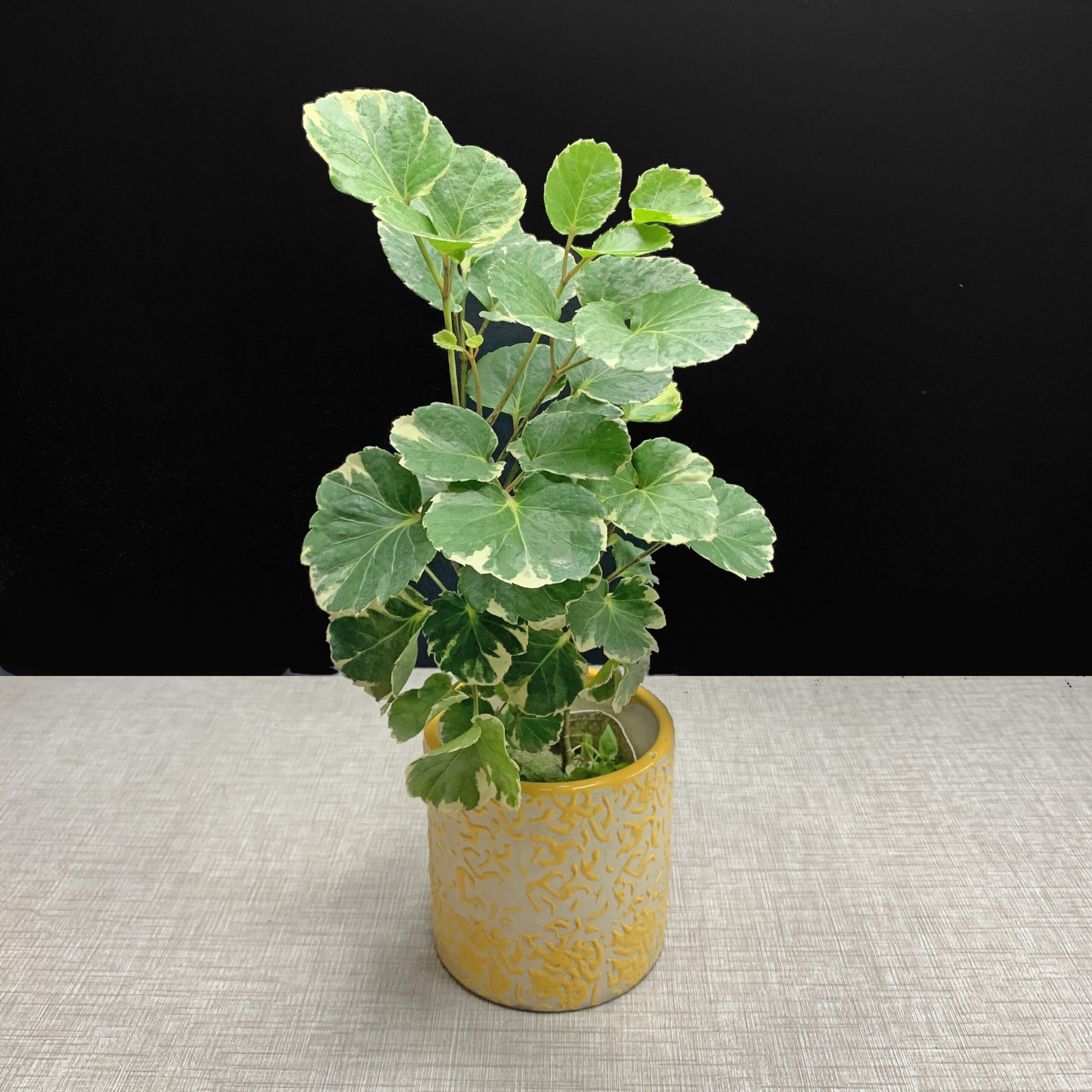 Dinner Plate Aralia In 6 Pot PlantsCart