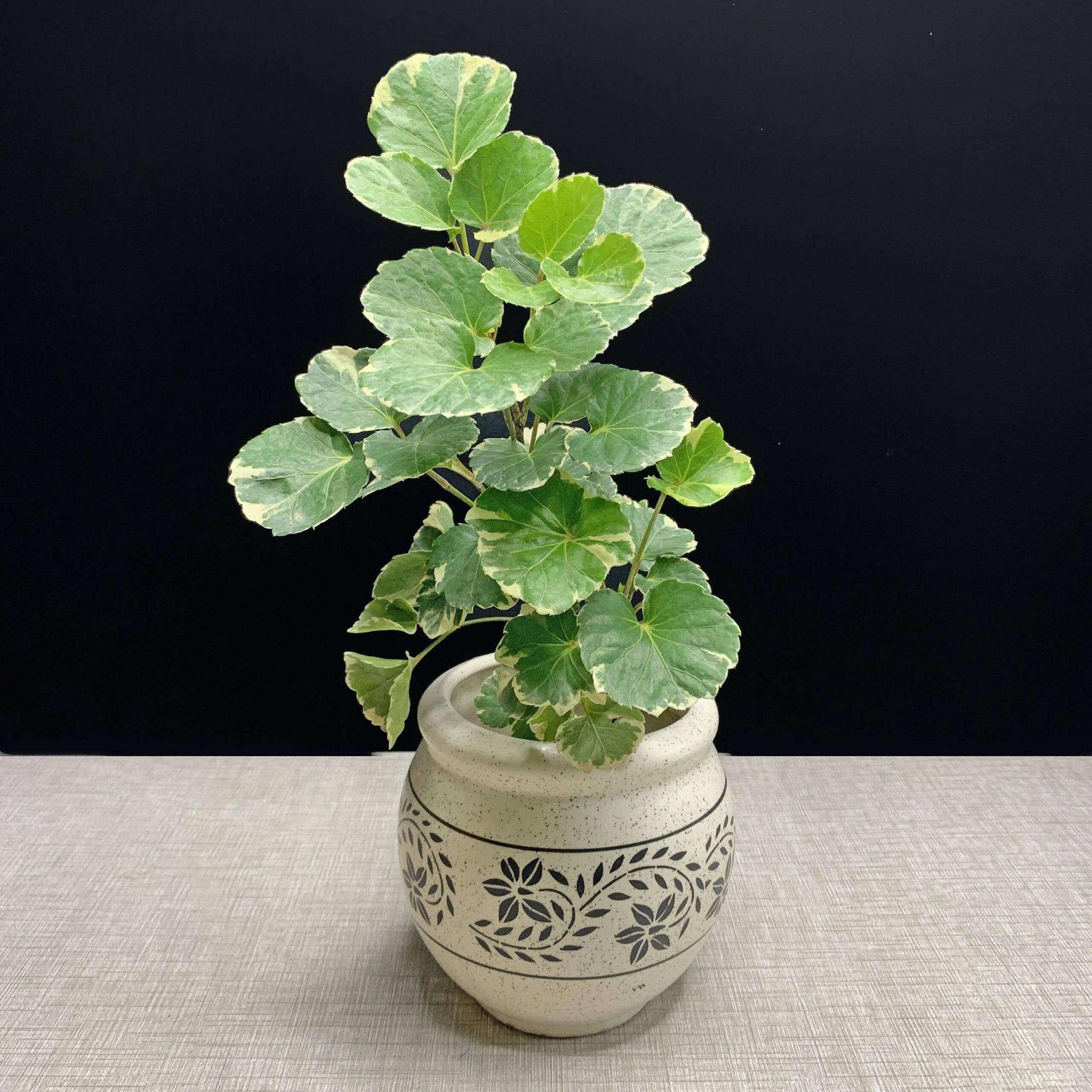Dinner Plate Aralia In 6 Pot PlantsCart