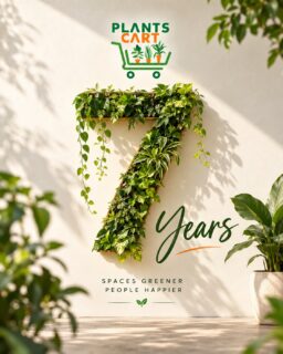 Today, Plants Cart turns 7.

7 years of growing, learning, experimenting, adapting and finding new ways to bring more green into people’s spaces and lives.
What began with a simple idea has grown into a company, a community and a journey shaped by many people. Every partner, every team member, every client, every project and every conversation has played its own part in getting Plantscart here.

There have been new beginnings, unexpected challenges, small wins and milestones along the way and through it all, the one thing that has remained constant is the belief that there is always room for something greener.
7 years later, we’re grateful for how far we’ve come, for everyone who has been a part of the journey, and for everything that is still waiting to grow.

Here’s to 7 years of Plants Cart and to many more chapters ahead. 

#Plantscart #7YearsOfPlantscart #GrowingTogether #GrowingGreen #GreenJourney

(Growth, Journey, Community, Partnership, Gratitude, Milestone, Memories, Learning, Collaboration, Sustainability, Green Living, Seven Years, Togetherness, New Beginnings, Future)